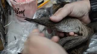 Preparing Whitetail Deer Ears Part  3 [upl. by Esidnac]