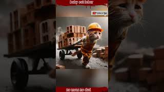 Baby cat 🐈 laber funnyschool video [upl. by Ebsen]