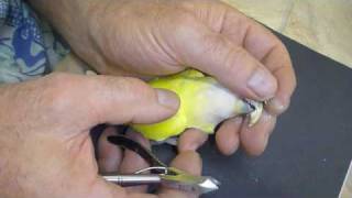 Lovebird Care Major Beak Trim for Lovebird Calmed without Drugs [upl. by Easter]