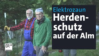 Zum Schutz vor Wölfen Elektrozaun in alpinem Gelände  Abendschau  BR24 [upl. by Bertle939]