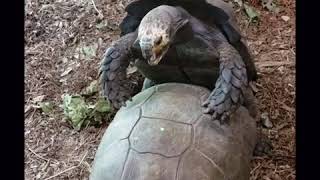 Tortoises Mating HILARIOUS and NSFW [upl. by Cyrill]