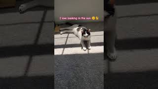 Sun basking trendingshorts catshorts catdoglove dogcatvideos dogshorts sunbath sun catrules [upl. by Pontias520]