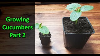 How To Grow Cucumbers Part 2  Replanting [upl. by Derrik]