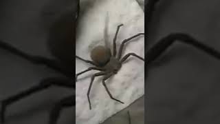 Why You’ll Rarely See This Deadly spider [upl. by Clabo]