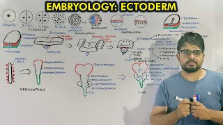 Neurulation and Organogenesis from Ectoderm  Embryology of Ectoderm [upl. by Dalila738]