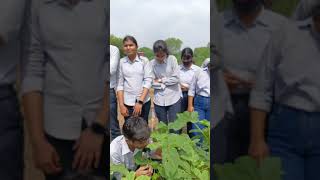 Practical class of crop Improvement Ikharif crops [upl. by Darius]