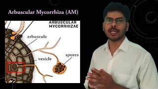 Plant Fungus interaction in Mycorrhizae [upl. by Esele370]