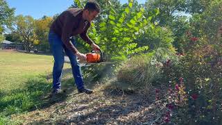 Easy way to cut pampas grass [upl. by Aidyn]