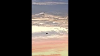 FalconCam 2024 11 27 Diamond at dawn [upl. by Hayila]