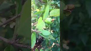 Psidium guajava guava nature botnicalgarden floweringplant medicinalplant [upl. by Yetty631]