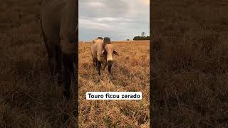 Touro reprodutor depois de mocho gado fazenda [upl. by Eidlog]