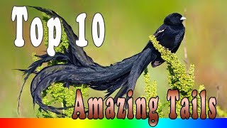 Top 10 Birds With Amazing Tails [upl. by Dranoel]