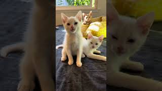 Kittens Manchego amp Burrata  Available for adoption at Priceless Pet Rescue [upl. by Freddie]