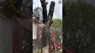 Maple tree felling by professionals arborist shorts youtubeshorts [upl. by Hull]