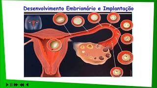 26 Gametas e fecundação I Biologia Enem Vestibulares [upl. by Pryce]