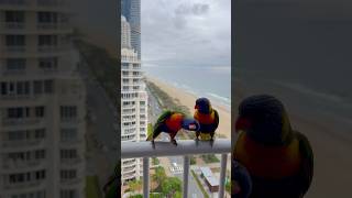 Lorikeets visiting me 🌊 [upl. by Charron168]