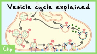 Vesicle Cycle Explained amp ClathrinMediated Endocytosis  Clip [upl. by Ecyarg560]