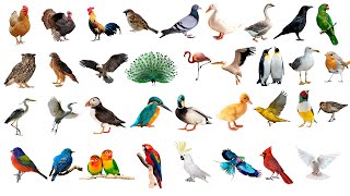 🐦 100 Birds Vocabulary  🦉 Birds Name In English with Pictures [upl. by Ecnarrot]