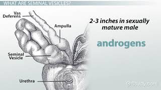 Seminal Vesicles Definition amp Function [upl. by Magner]