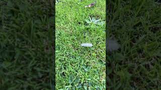 A PALE TUSSOCK IN GARDEN 1 [upl. by Dorr]