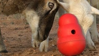 Sheep play too Sheep vs Kong Wobbler [upl. by Okuy]