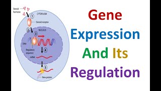 Gene Expression and Its Regulation [upl. by Milak445]