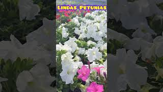 Preciosas flores de petunias [upl. by Yasui]