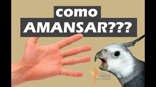 Algumas dicas de como amansar sua calopsita [upl. by Eisor]