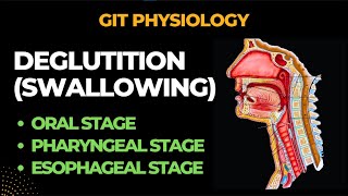 Deglutition Swallowing And its Reflex  Gastrointestinal Physiology  By Muneeb [upl. by Bocaj467]