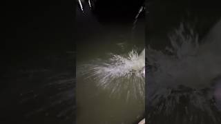 Amazing Night Fishing Wait for catch fishing trending short mixfishery amazingfish mixfish [upl. by Naujek]