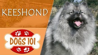 Dogs 101  KEESHOND  Top Dog Facts About the KEESHOND [upl. by Aseuqram]