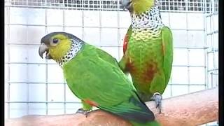 Quiet Conures Pyrrhura Green Cheek and Family [upl. by Ttenaj254]