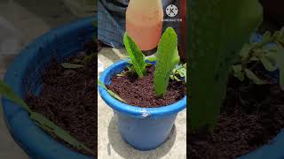 How to grow Olive from Olive leafshortOlive plant [upl. by Jerroll]