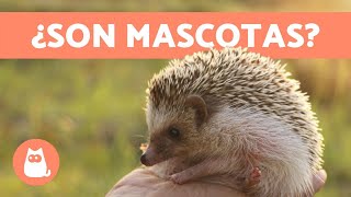 Erizo mascota 🦔  Aprende todos sus CUIDADOS antes de adoptarlo [upl. by Marucci]