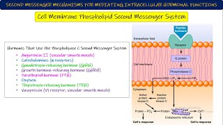 Adenylyl CyclasecAMP Cell membrane Phospholipid 2nd messenger System Chapter 75 part 7 Guyton [upl. by Aleacim]