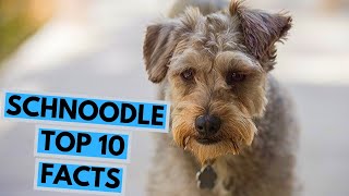 Schnoodle  TOP 10 Interesting Facts [upl. by Aelrac]