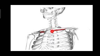 Subclavius MuscleExplained in MalayalamUpper Limb [upl. by Fital761]