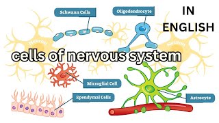 cells of nervous system Neuroglia Oligodendrocytes Astrocytes Microglia Ependymal Schwann Satellite [upl. by Saqaw]