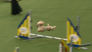 Carly Rae The Poodle Attempts Championship Run At Westminster Dog Show [upl. by Llertnad701]