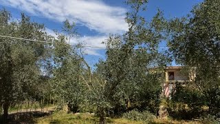 Video Corso sulla potatura dellulivo allevato a vaso policonico [upl. by Hiroko]