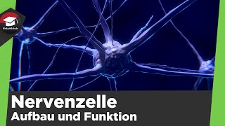 Aufbau und Funktion der Nervenzelle einfach erklärt  Die Nervenzelle  Zusammenfassung Nervenzelle [upl. by Annaillil954]