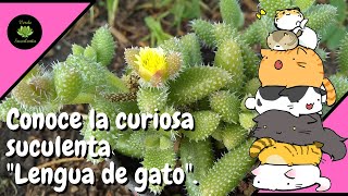 O Delosperma echinatum una plantita con mucha textura [upl. by Curson]