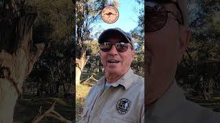 Garrett Goldmaster 24K Tips Ground Tracking shorts garrettmetaldetectors goldprospecting [upl. by Ailero]