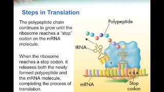 4 13 2 Ribosomes and Protein Synthesis [upl. by Oecile]