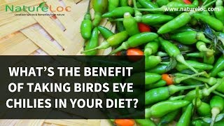 Birds eye chili help in weight loss What’s the benefit of taking birds eye chilies in your diet [upl. by Farman835]