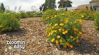 Meet Bella Sol® Potentilla [upl. by Husein]