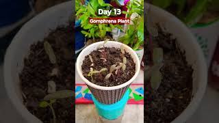 Grow Gomphrena From Seeds  How to sow Gomphrena  रक्तमल्लिका Gomphrena Seeds Germination [upl. by Doig723]