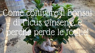 Bonsai Ficus ginseng come curare il più famoso del bonsai e perché PERDE LE FOGLIE [upl. by Joo81]