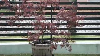 Acer Palmatum Dissectum Inaba Shidare na Primavera Beleza Chorosa Sob Gotas de Chuva [upl. by Odnalra]