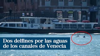 Dos delfines por las aguas de los canales de Venecia [upl. by Mollee]